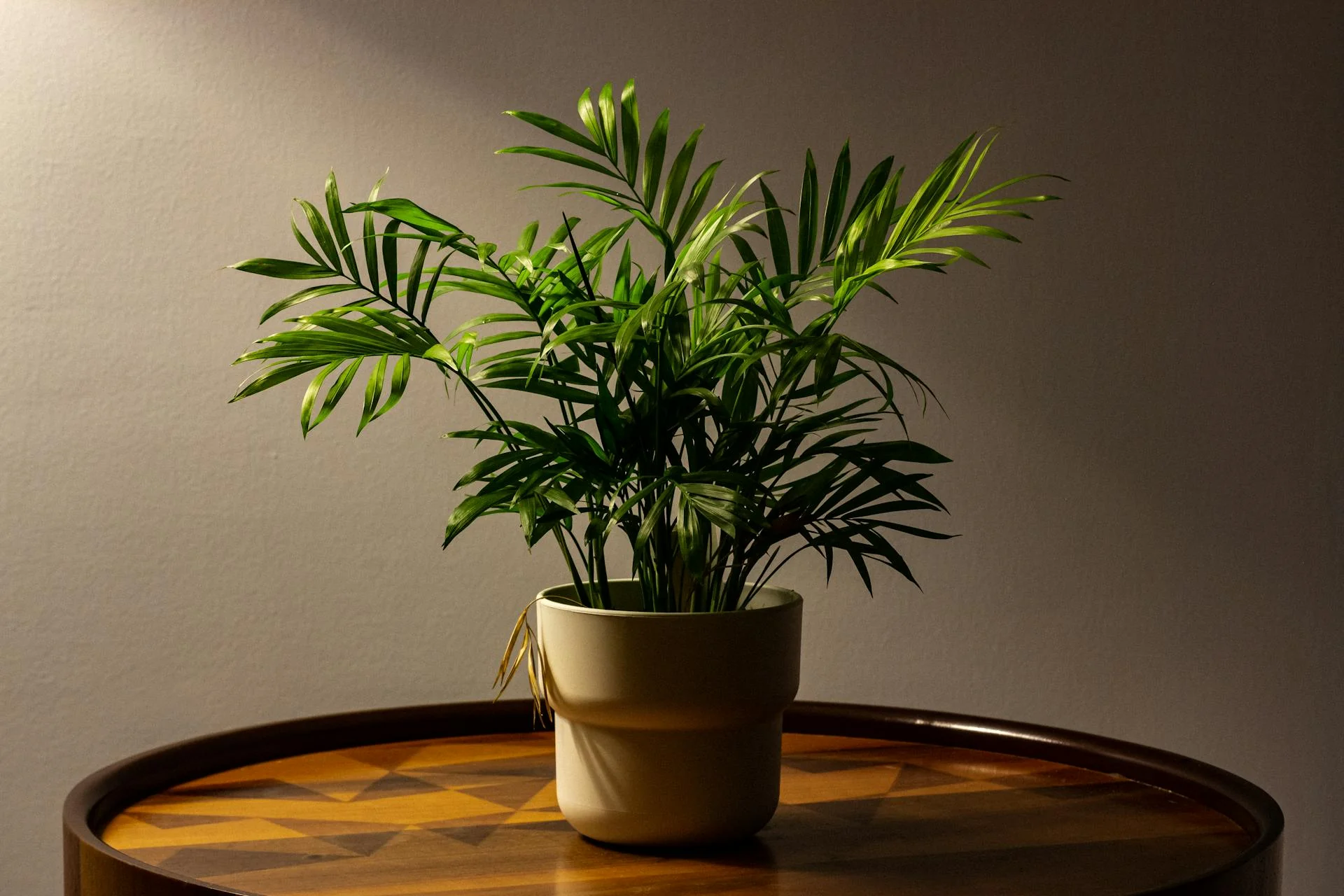 Green houseplant