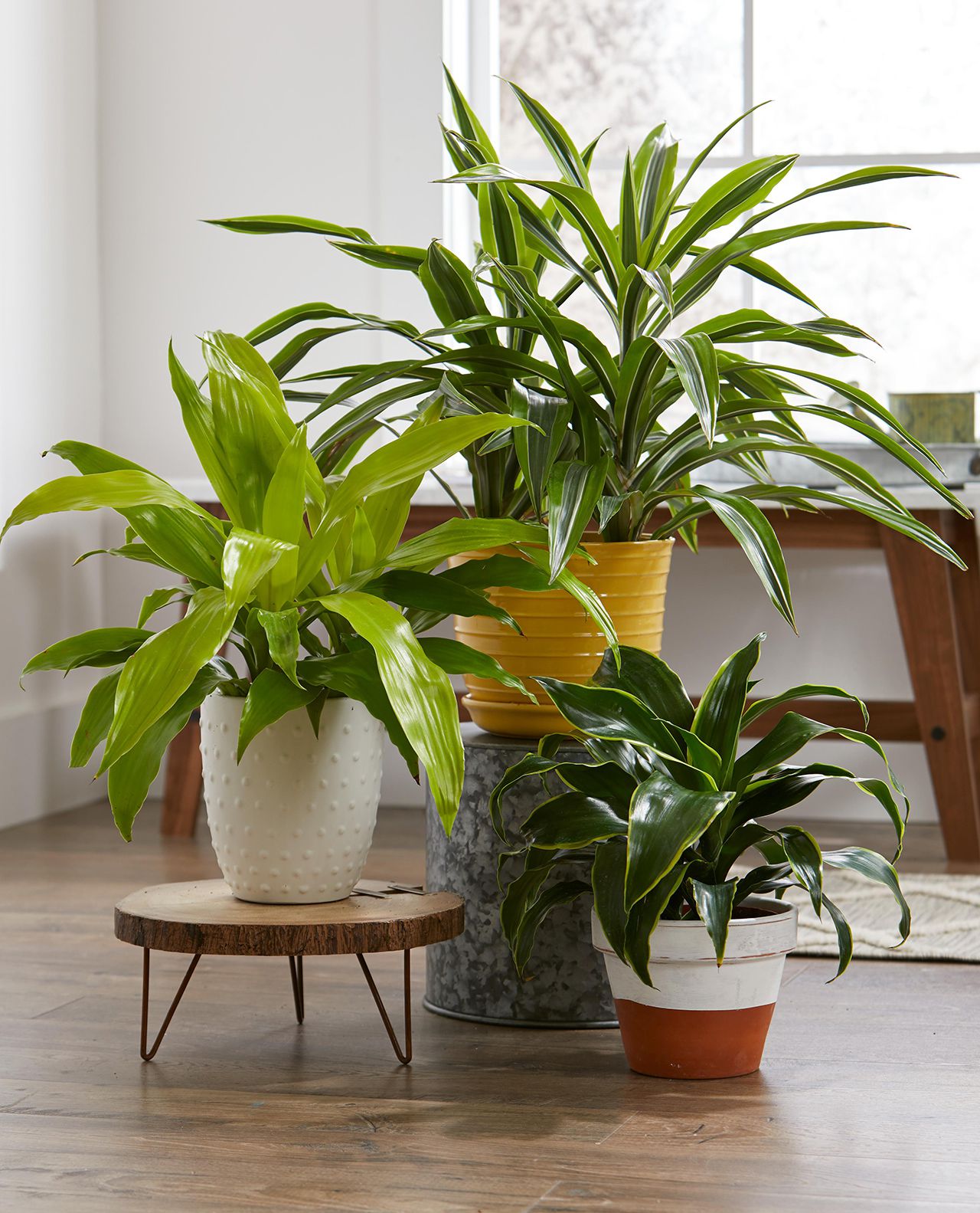 Indoor plants displayed in pots